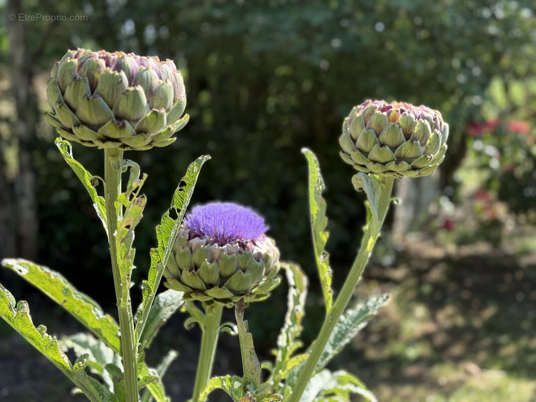 Maison à SAINT-VALERY-EN-CAUX