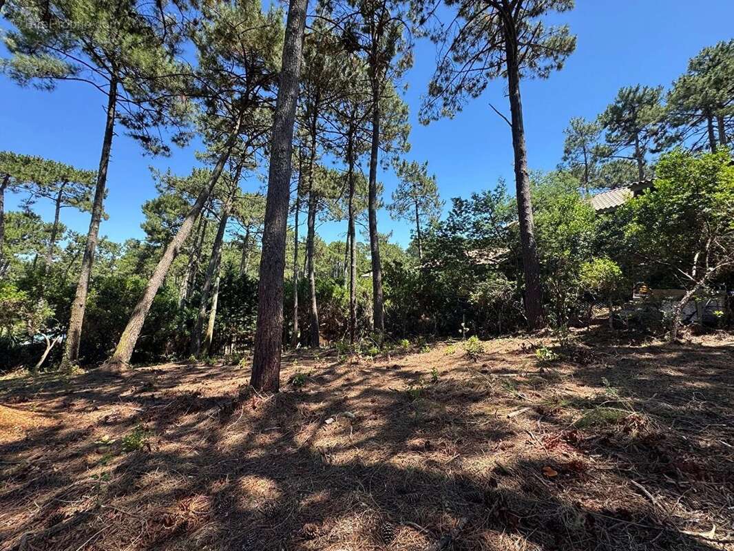 Terrain à LEGE-CAP-FERRET