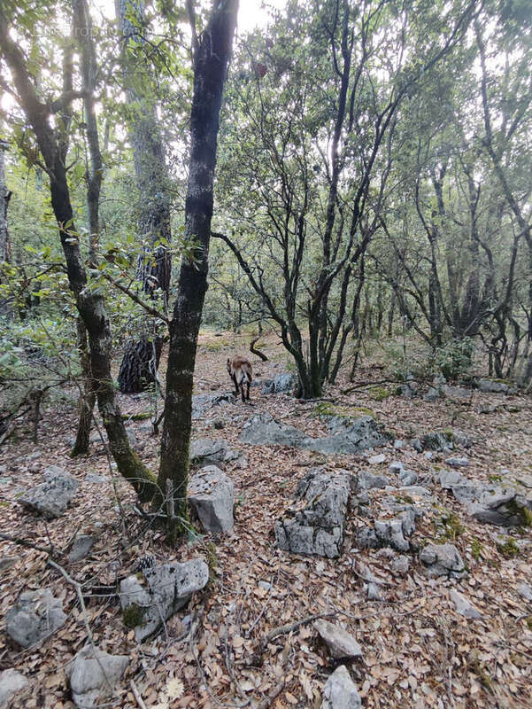 Terrain à CHATEAUDOUBLE