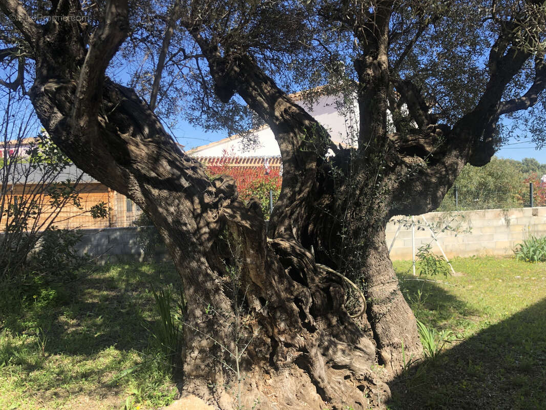 Maison à LA VALETTE-DU-VAR