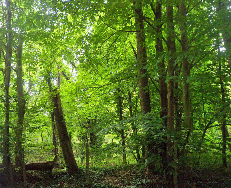 Terrain à NOISY-SUR-ECOLE