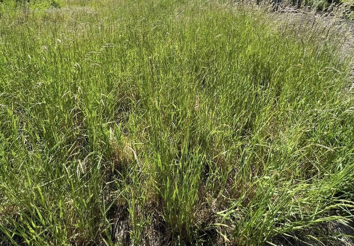 Terrain à BAS-EN-BASSET