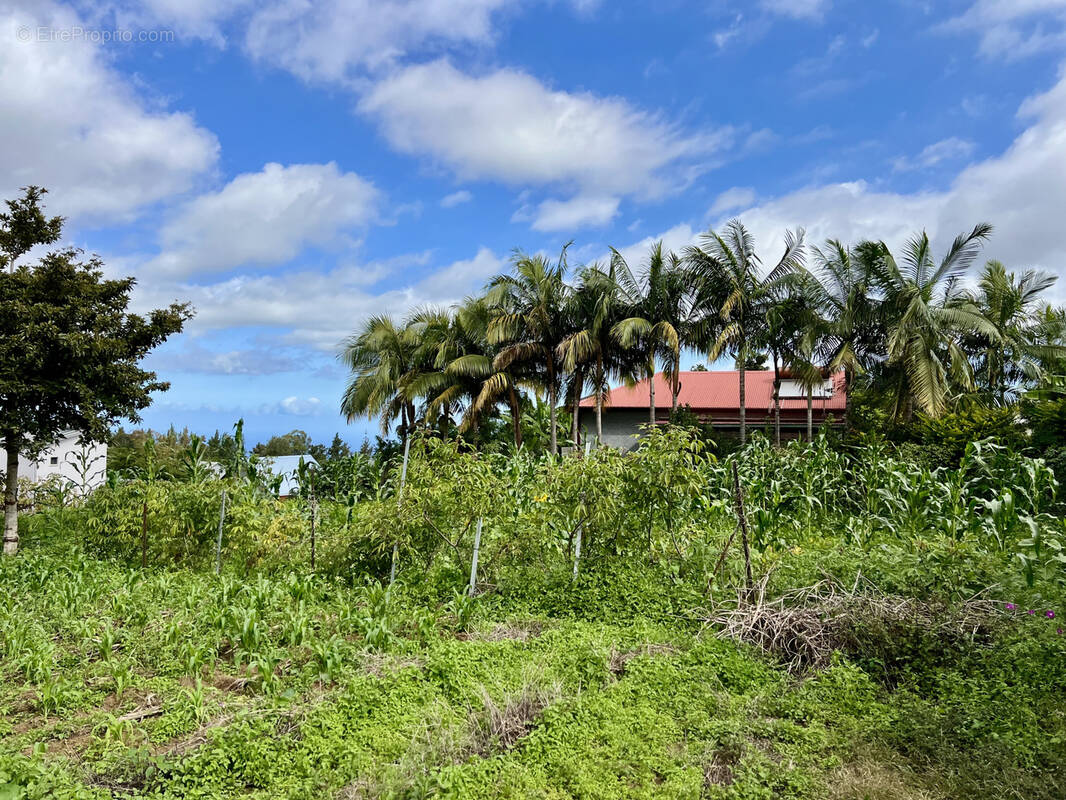 Terrain à LE TAMPON