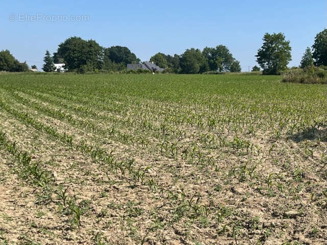 Terrain à SIXT-SUR-AFF