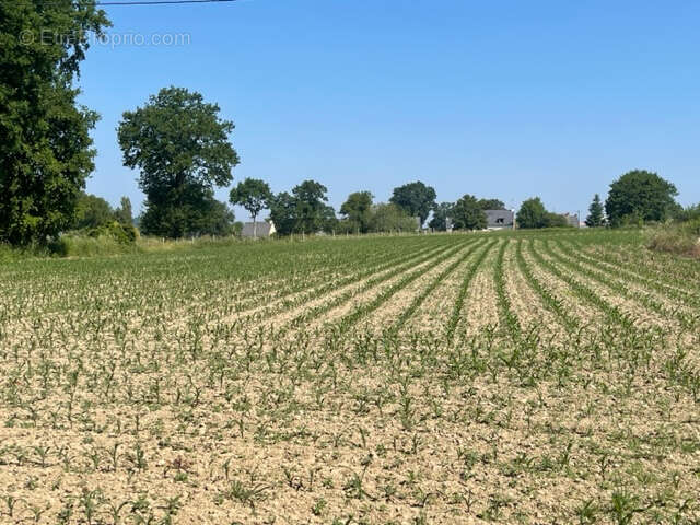 Terrain à SIXT-SUR-AFF