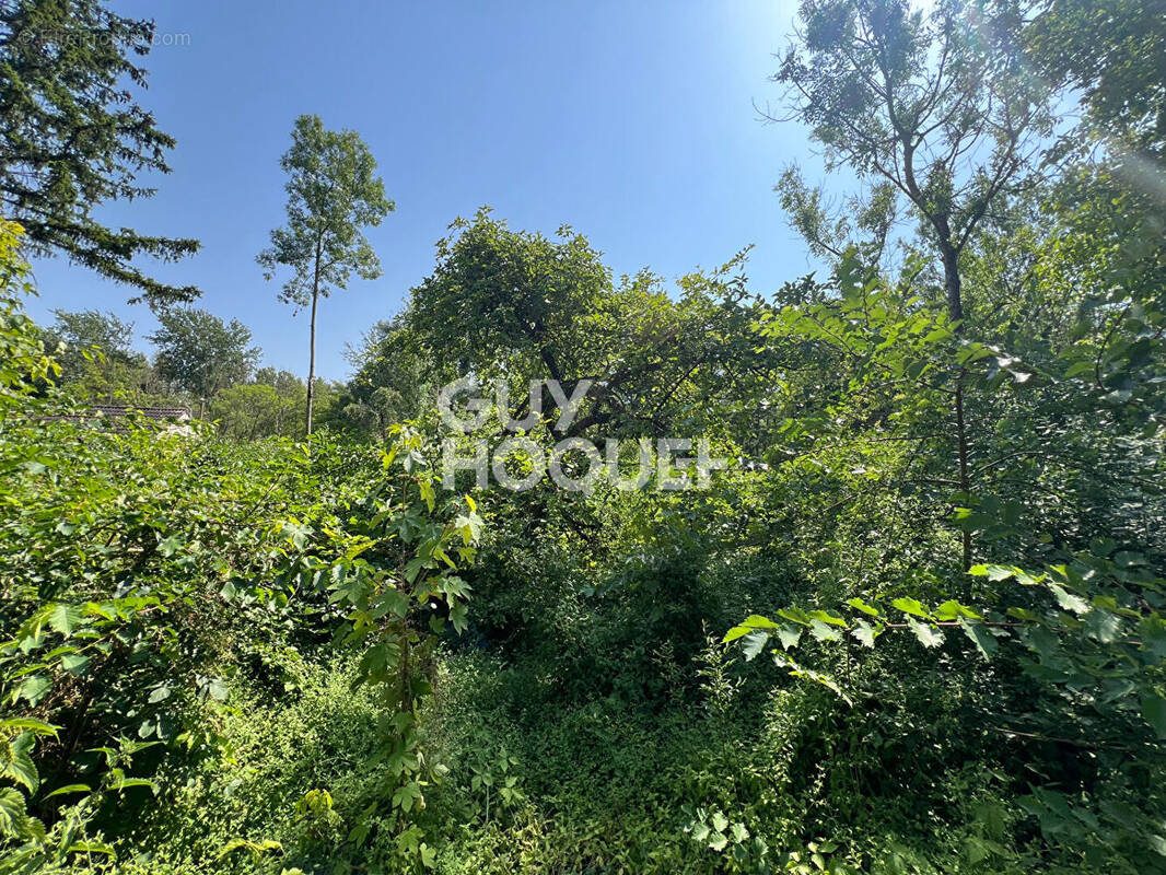 Terrain à MILLY-LA-FORET