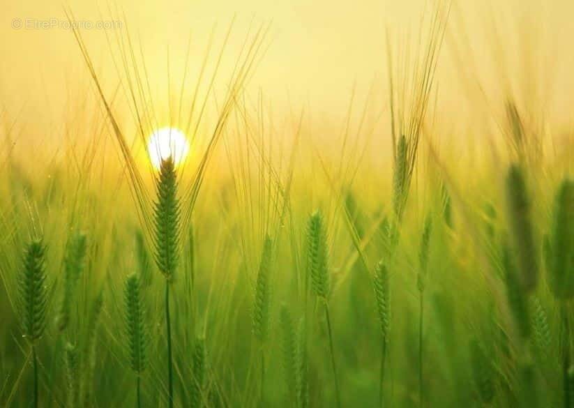 Terrain à LA BARRE-DE-MONTS
