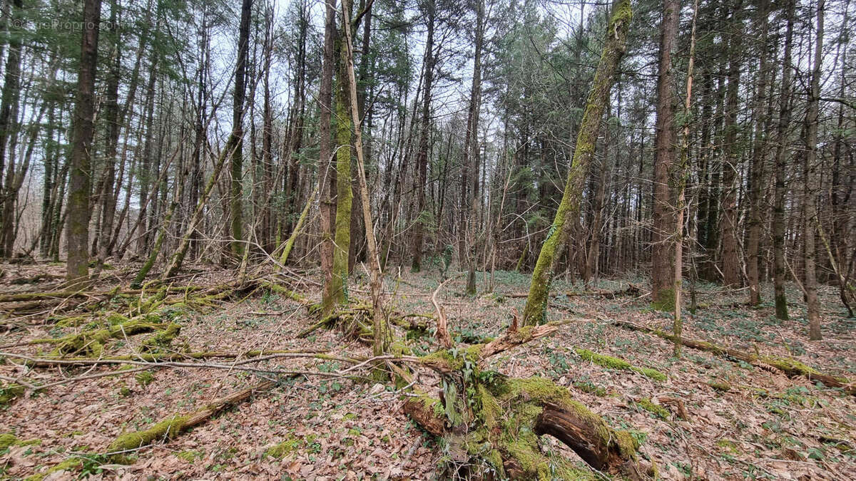 20240221_145520 - Terrain à VARAIGNES