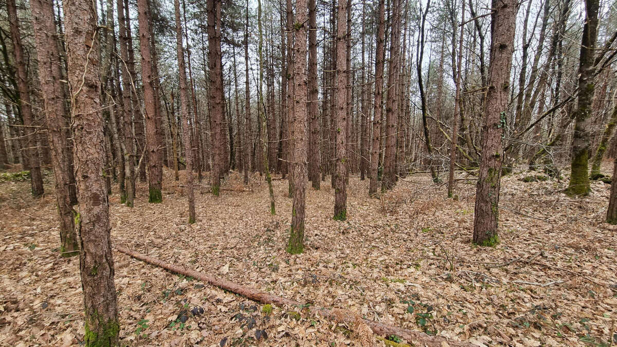 20240221_150255 - Terrain à VARAIGNES