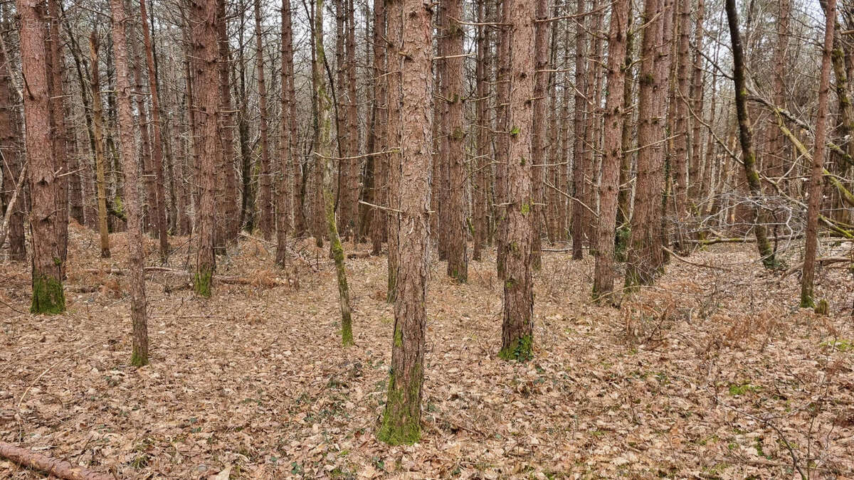 20240221_150301 - Terrain à VARAIGNES