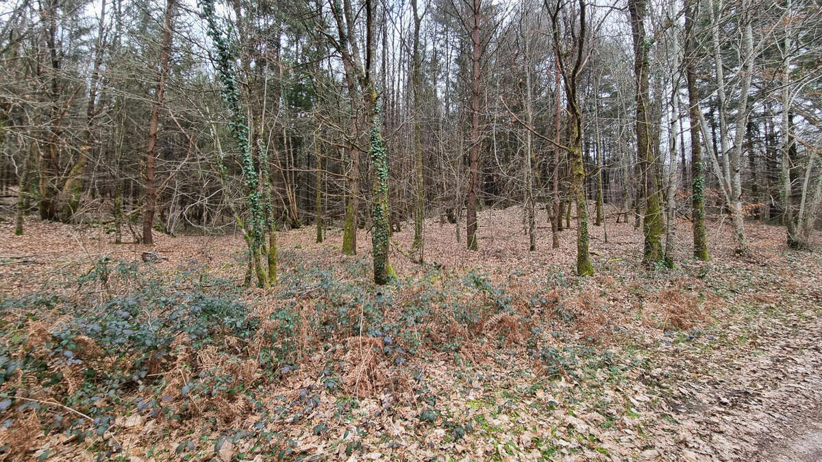 20240221_151605 - Terrain à VARAIGNES