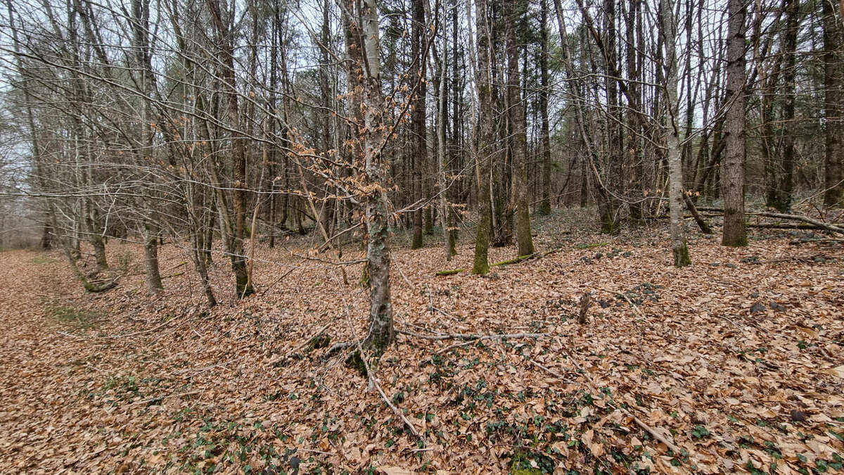 20240221_152103 - Terrain à VARAIGNES