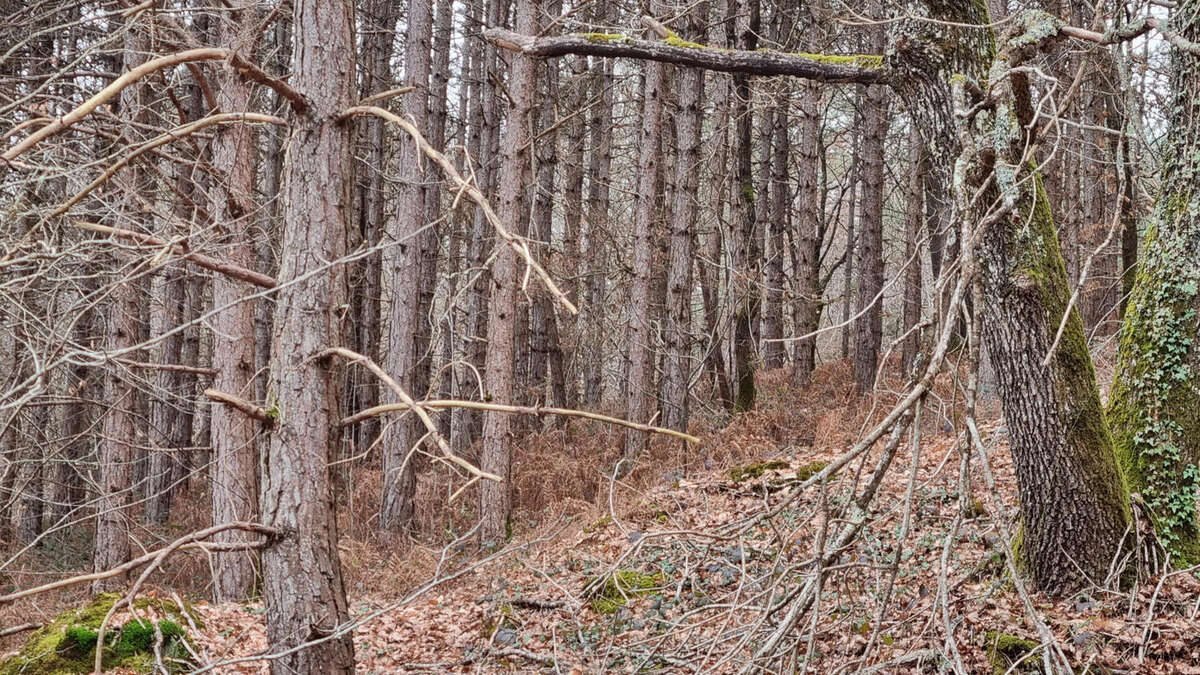 20240221_152526 - Terrain à VARAIGNES