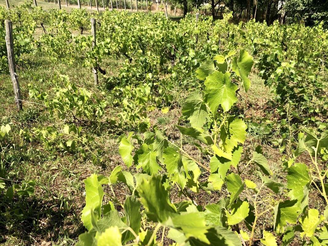 Maison à AVAILLES-LIMOUZINE