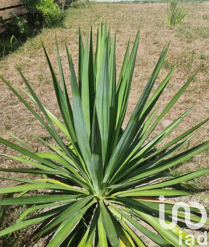 Photo 2 - Maison à CHALLANS