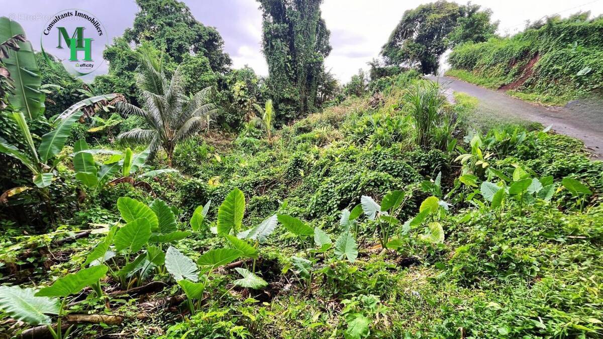 Terrain à SAINTE-MARIE