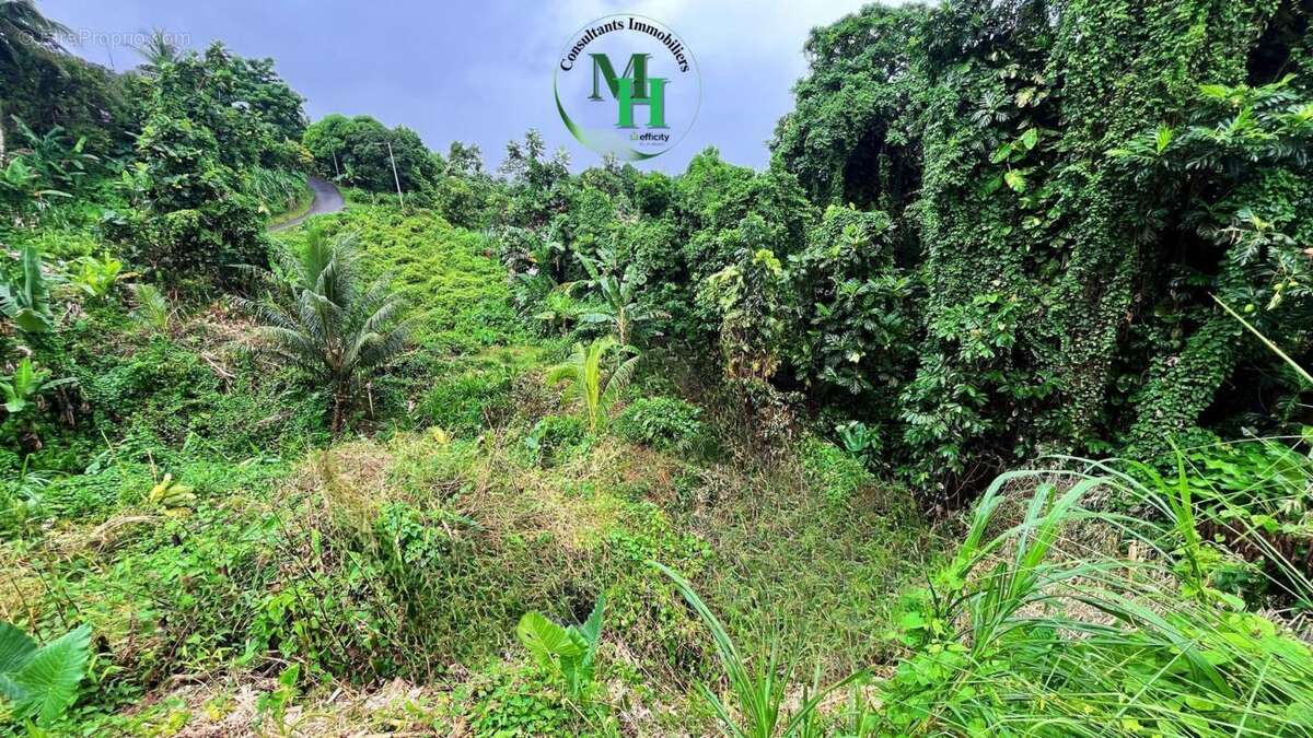 Terrain à SAINTE-MARIE