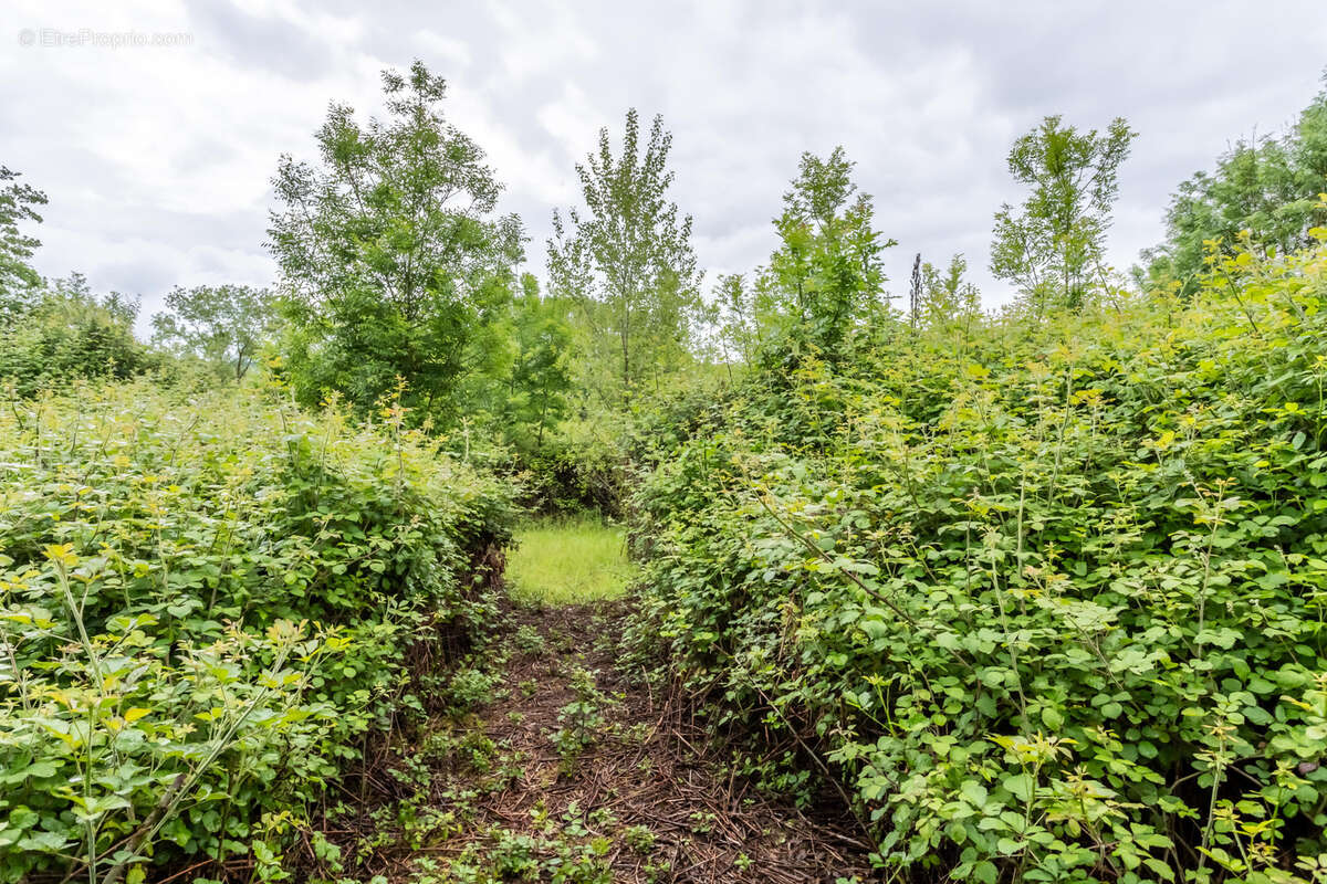 Maison à CORDES-SUR-CIEL