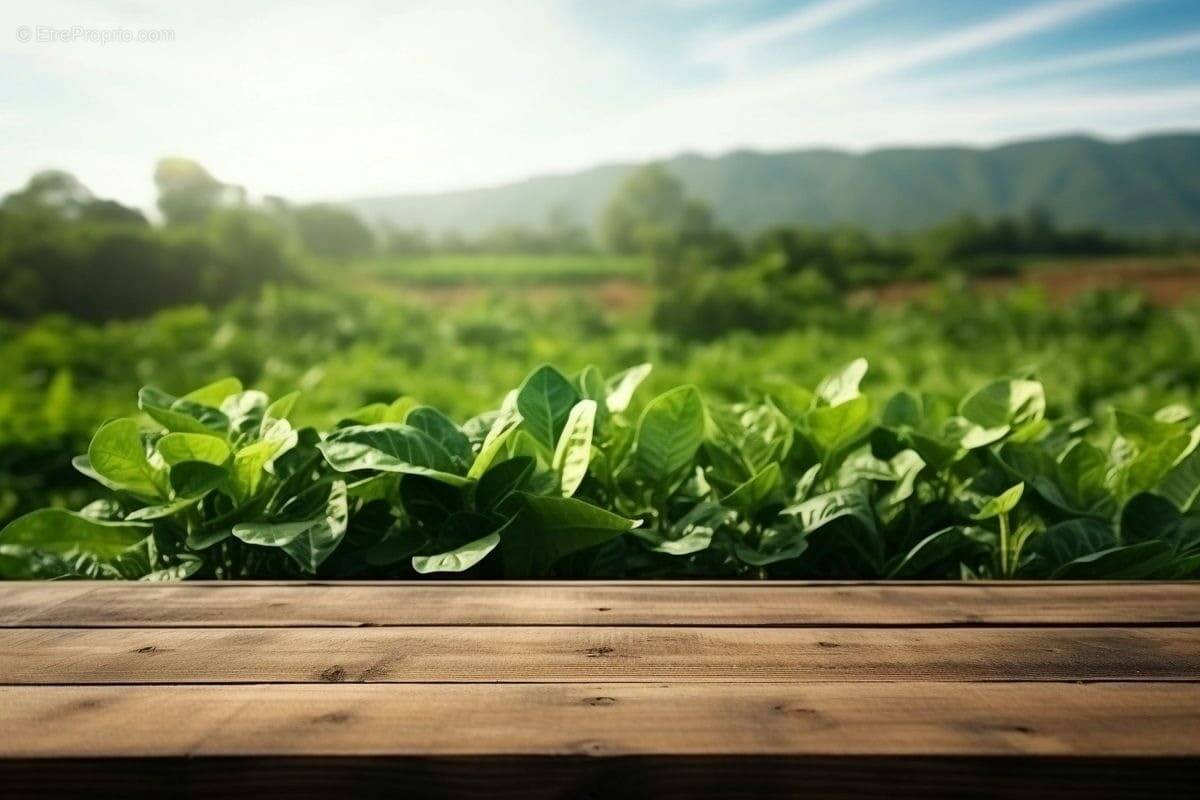 Terrain à BONNEVILLE
