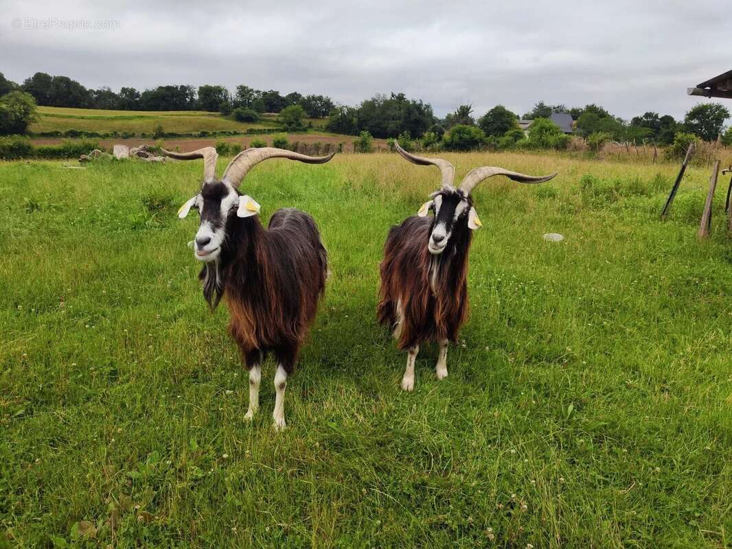 Maison à ARRAST-LARREBIEU
