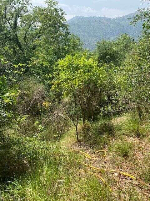 Terrain à TOURRETTE-LEVENS