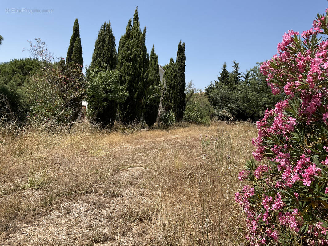 Terrain à MARSEILLAN
