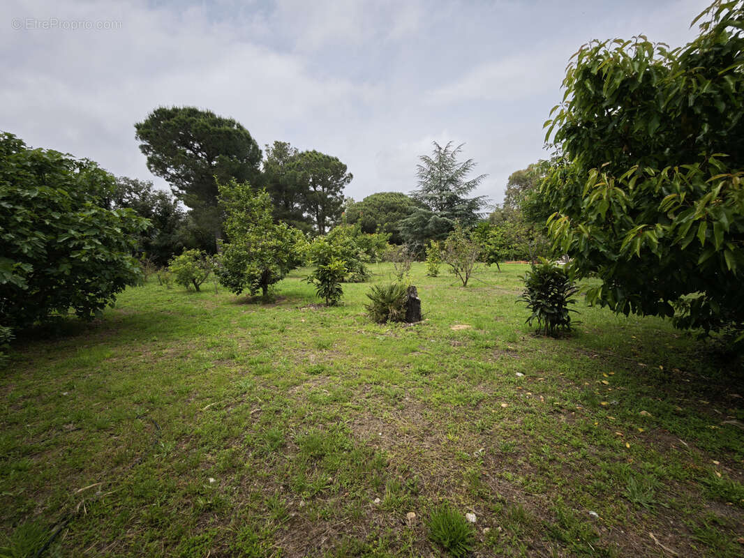Terrain à LAROQUE-DES-ALBERES