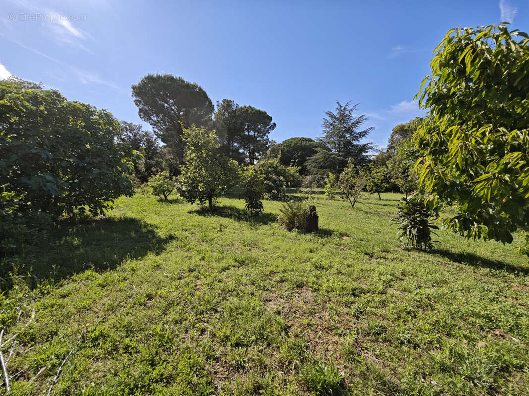 Terrain à LAROQUE-DES-ALBERES