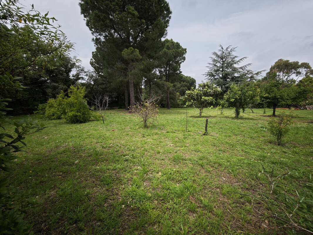 Terrain à LAROQUE-DES-ALBERES