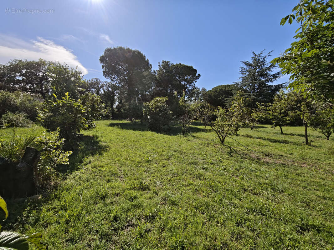 Terrain à LAROQUE-DES-ALBERES