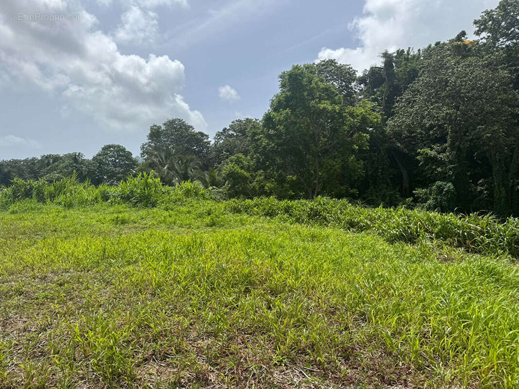 Terrain à LE LAMENTIN