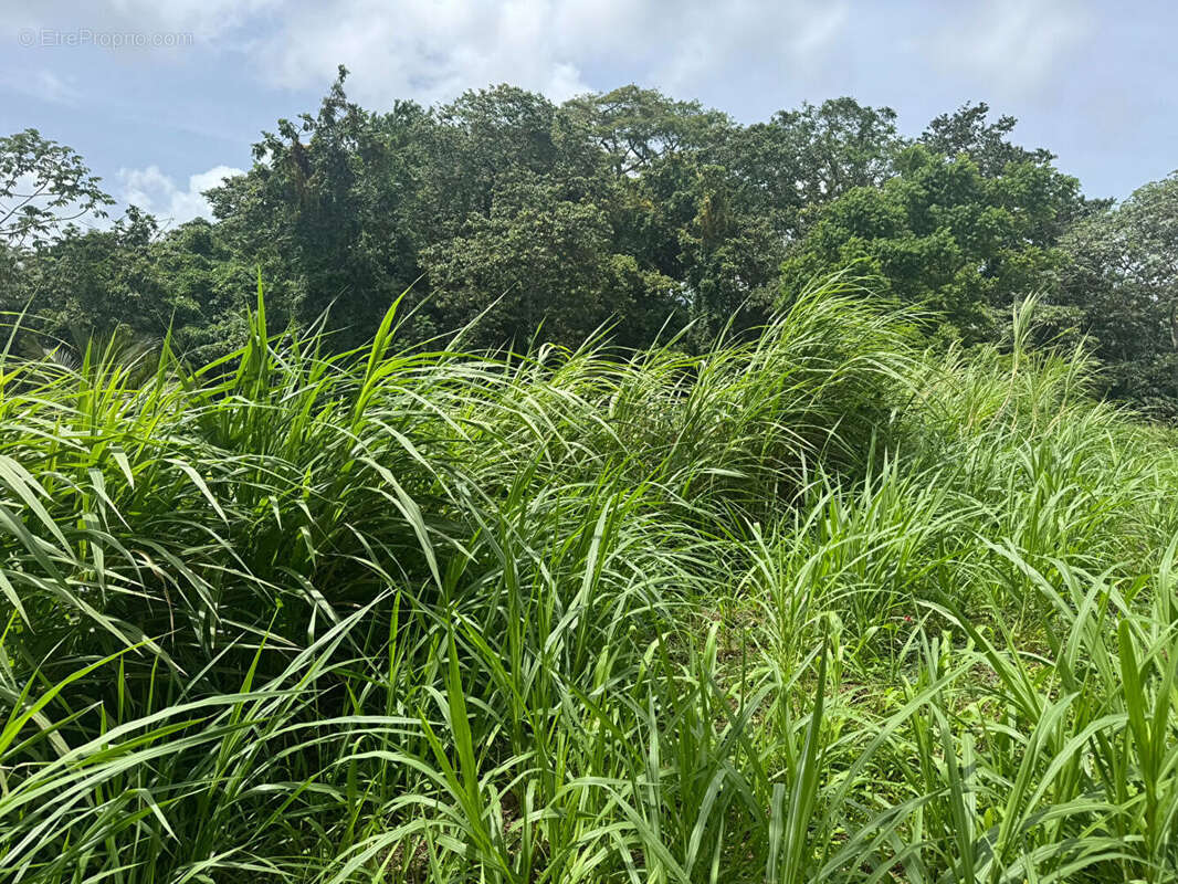 Terrain à LE LAMENTIN