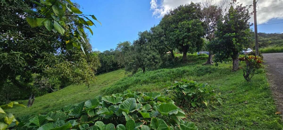 Terrain à LE ROBERT