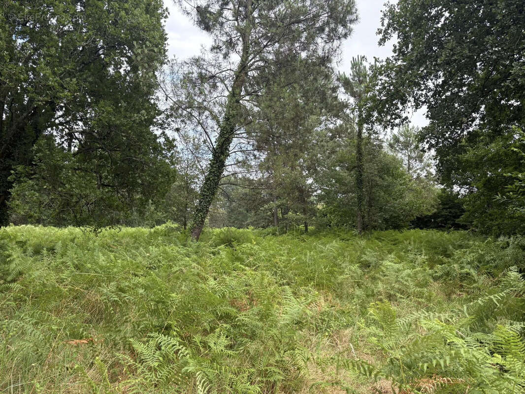 Terrain à MONT-DE-MARSAN