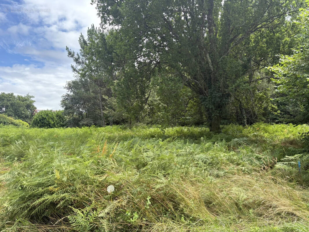 Terrain à POUYDESSEAUX