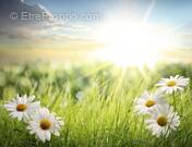 Terrain à CHAMPAGNE