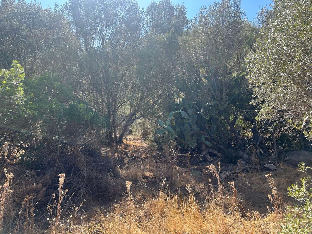Terrain à PORTO-VECCHIO