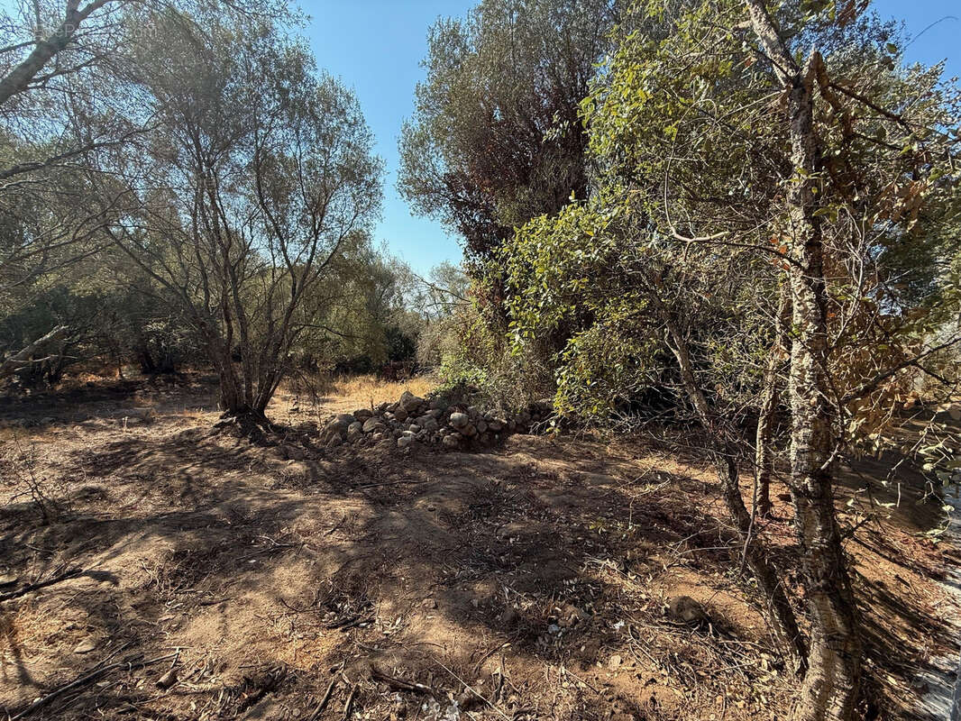 Terrain à PORTO-VECCHIO