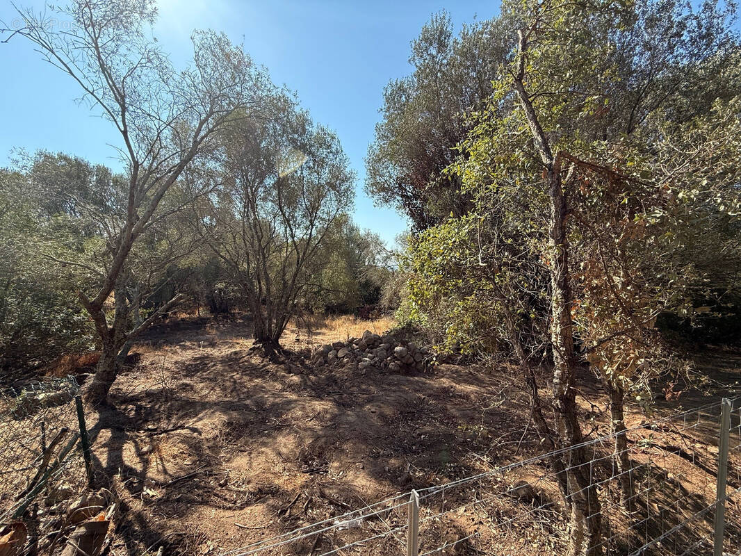 Terrain à PORTO-VECCHIO