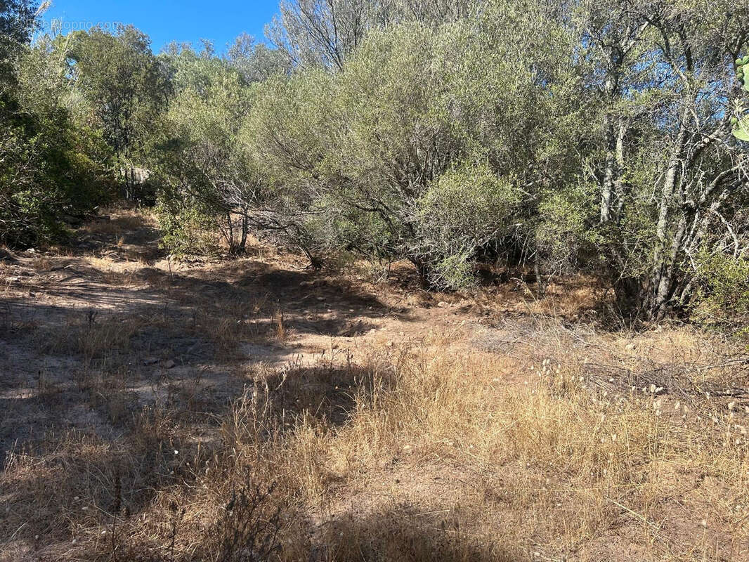 Terrain à PORTO-VECCHIO