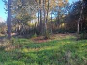 Terrain à SAINT-SAUVEUR