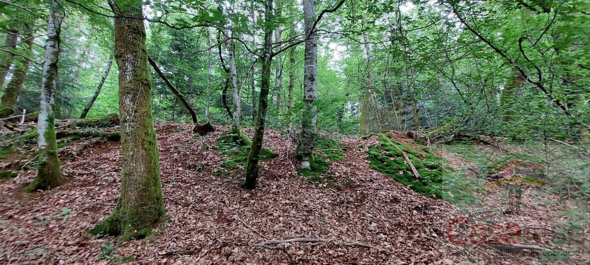 Terrain à CHAMPAGNEY