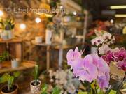 Commerce à SAINT-PIERRE