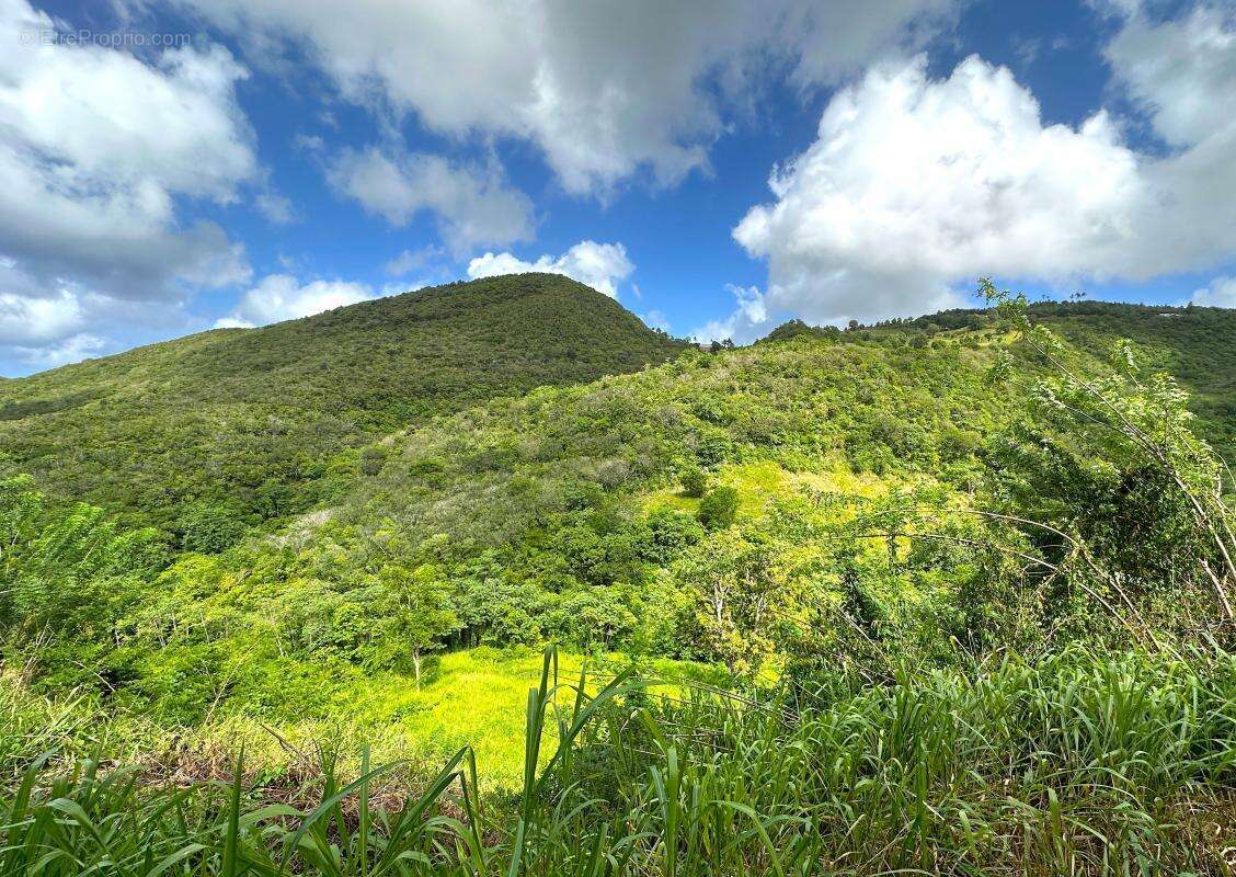 Terrain à SAINTE-LUCE