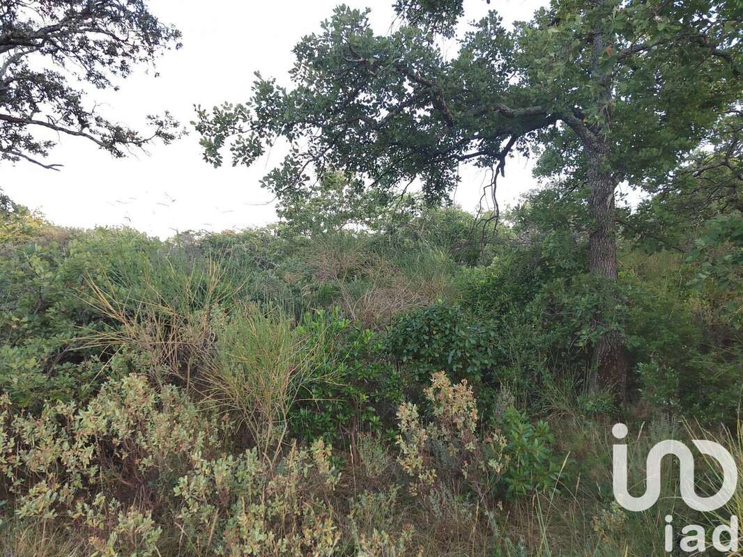 Photo 5 - Terrain à LAGARDE-PAREOL