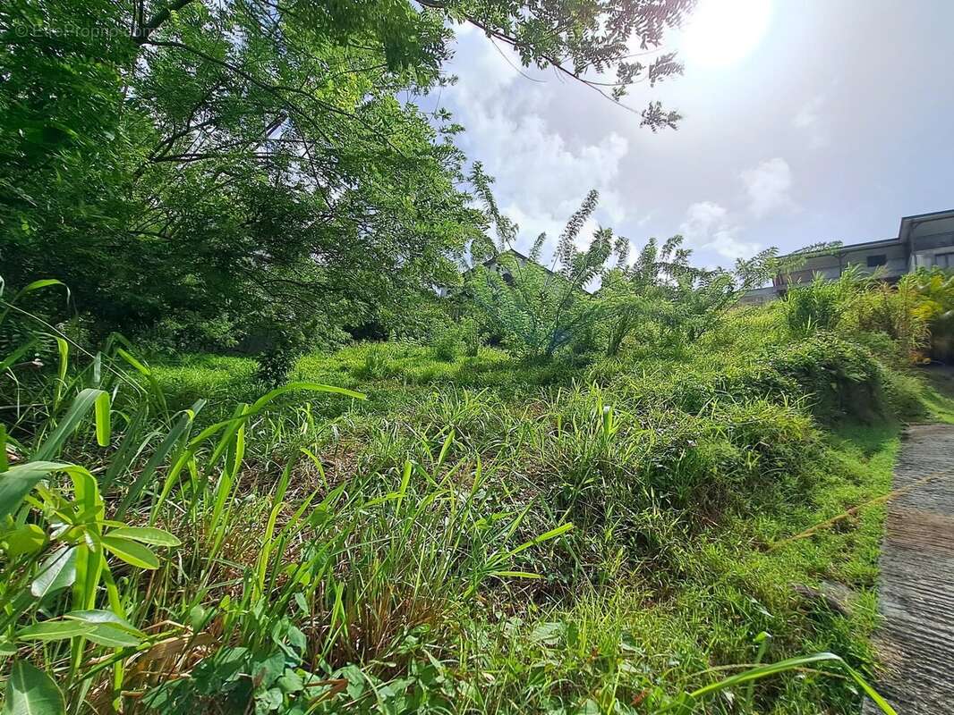 Terrain à SAINTE-LUCE