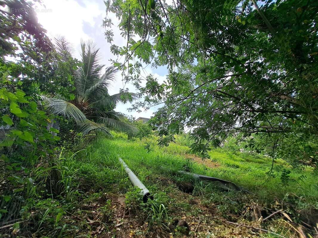 Terrain à SAINTE-LUCE