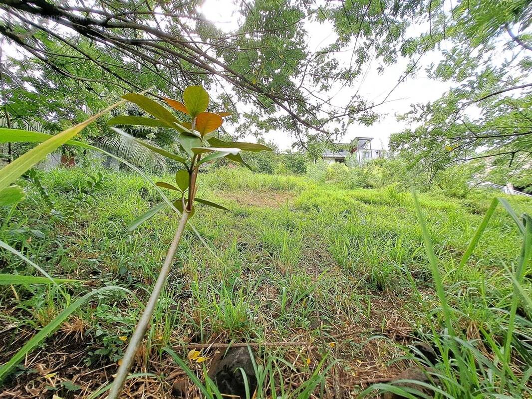 Terrain à SAINTE-LUCE