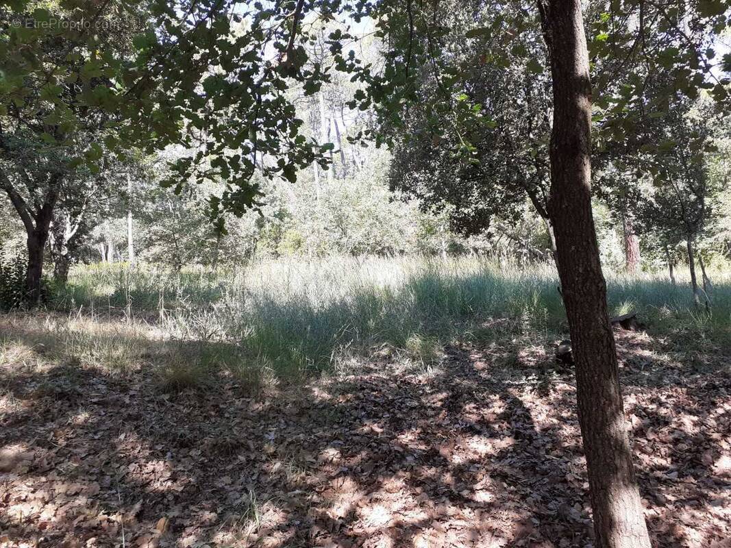   - Terrain à FIGANIERES