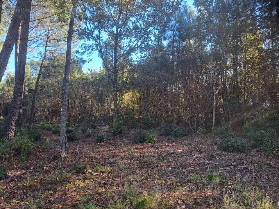 Terrain à SAINT-SAUVEUR